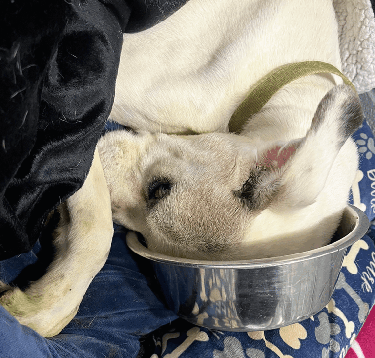 White dog resting his head inside a metal food bowl while lying down.