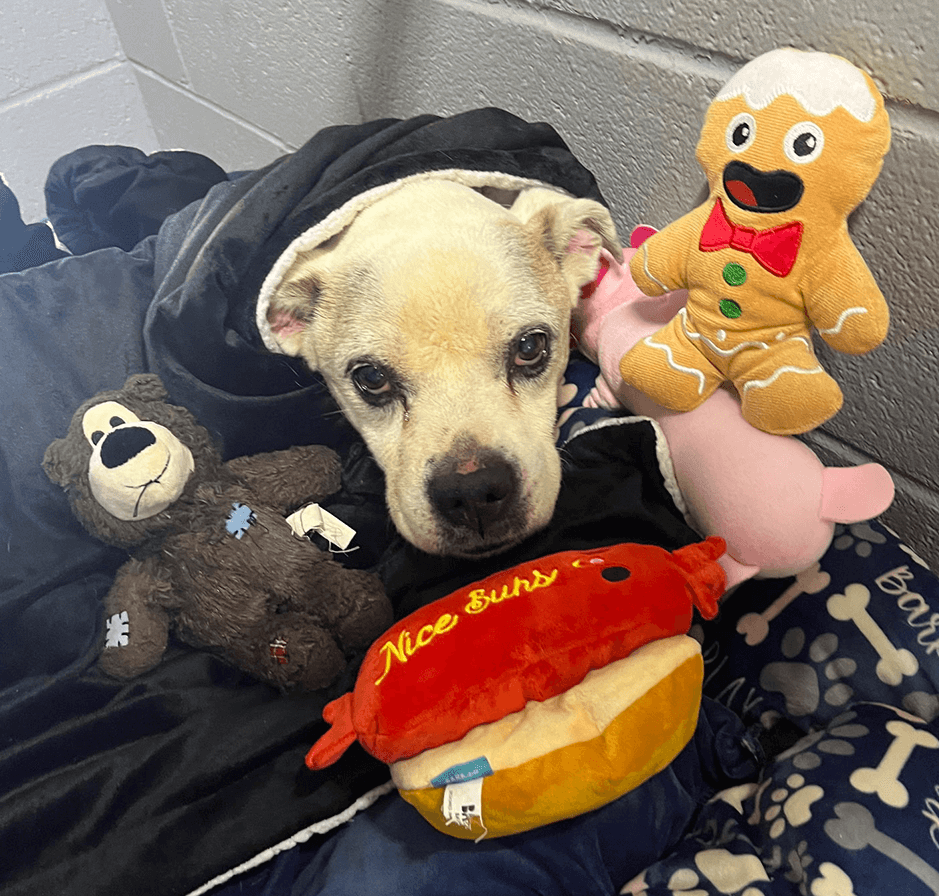 Heath lying in a bed surrounded by plush toys, including a gingerbread man.