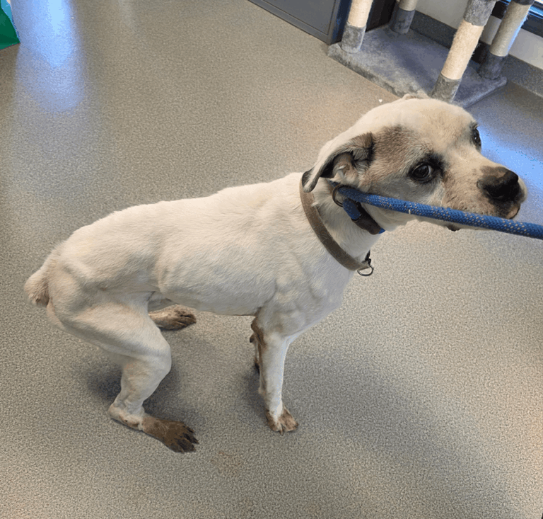 Side profile of a thin white dog standing on a clinic floor with a blue leash.