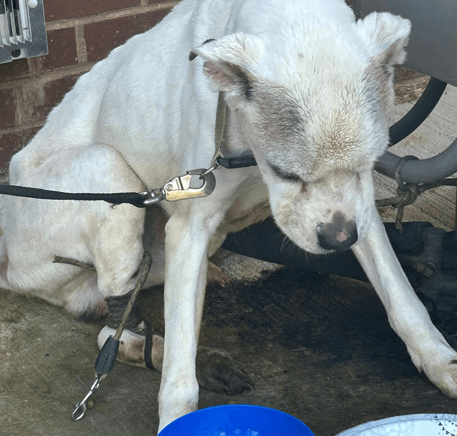 White dog sitting on a concrete surface, leaning his head down while leashed.