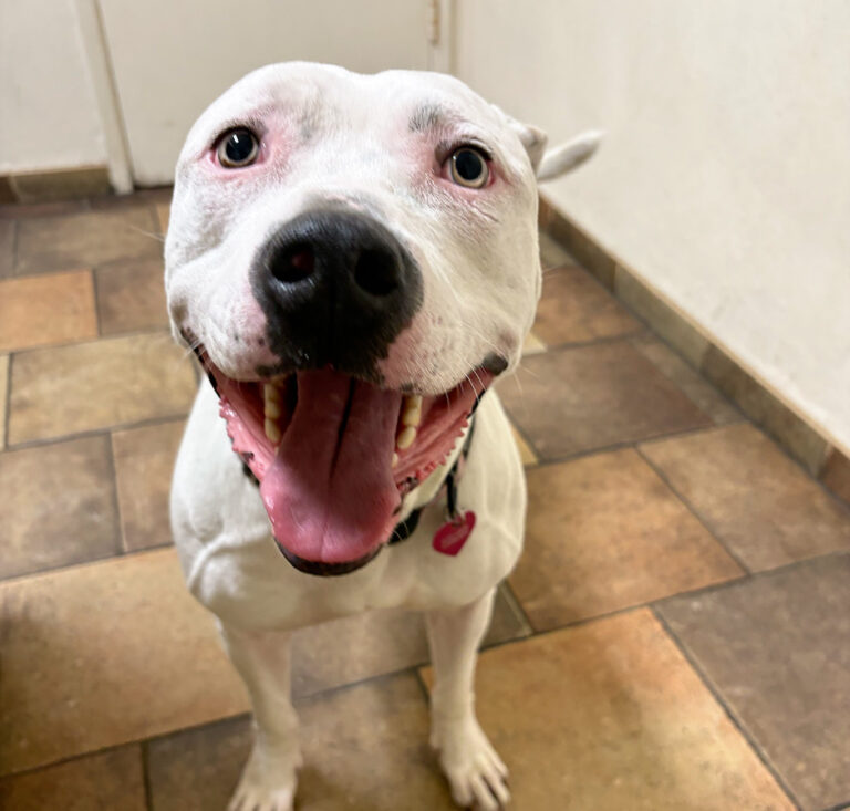 White dog with a wide, happy open-mouthed smile indoors.