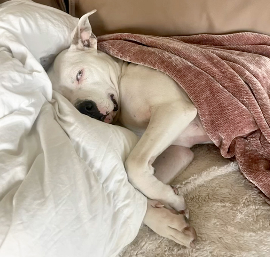 White dog curled up and sleeping on a white pillow under a pink blanket.