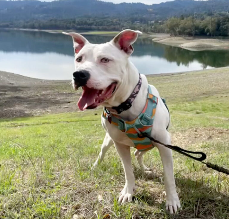 White dog standing on a grassy hill overlooking a lake.