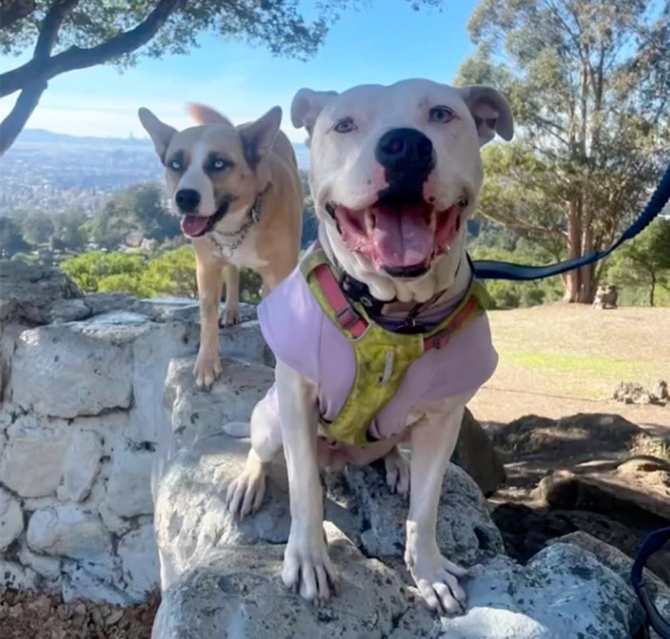 Two white dogs sitting together on a stone wall outdoors.