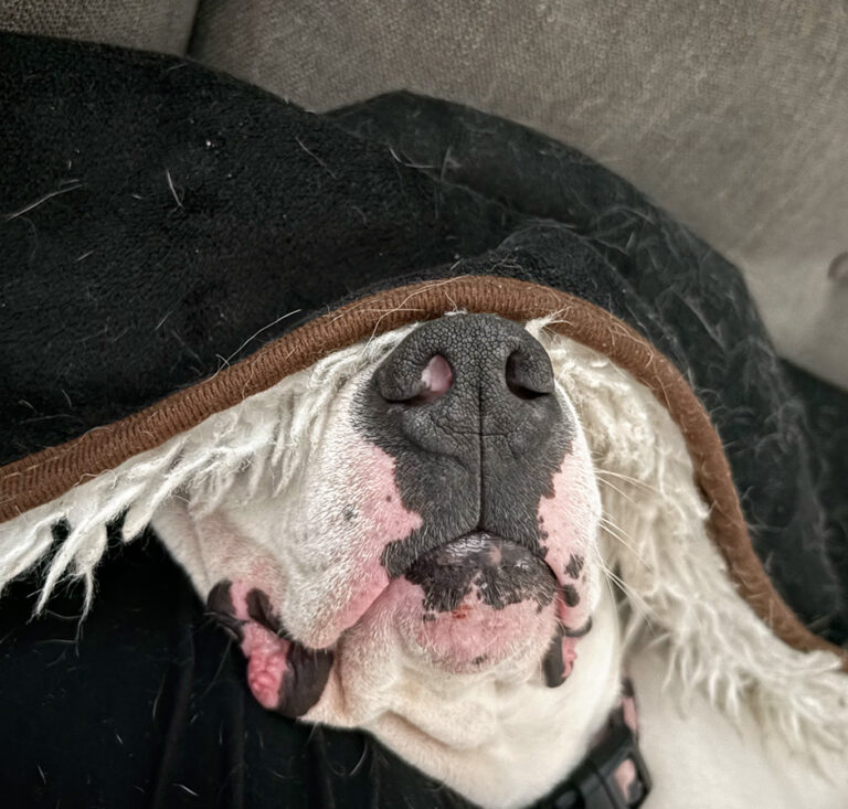 Close-up of a white dog peeking out from under a black blanket.