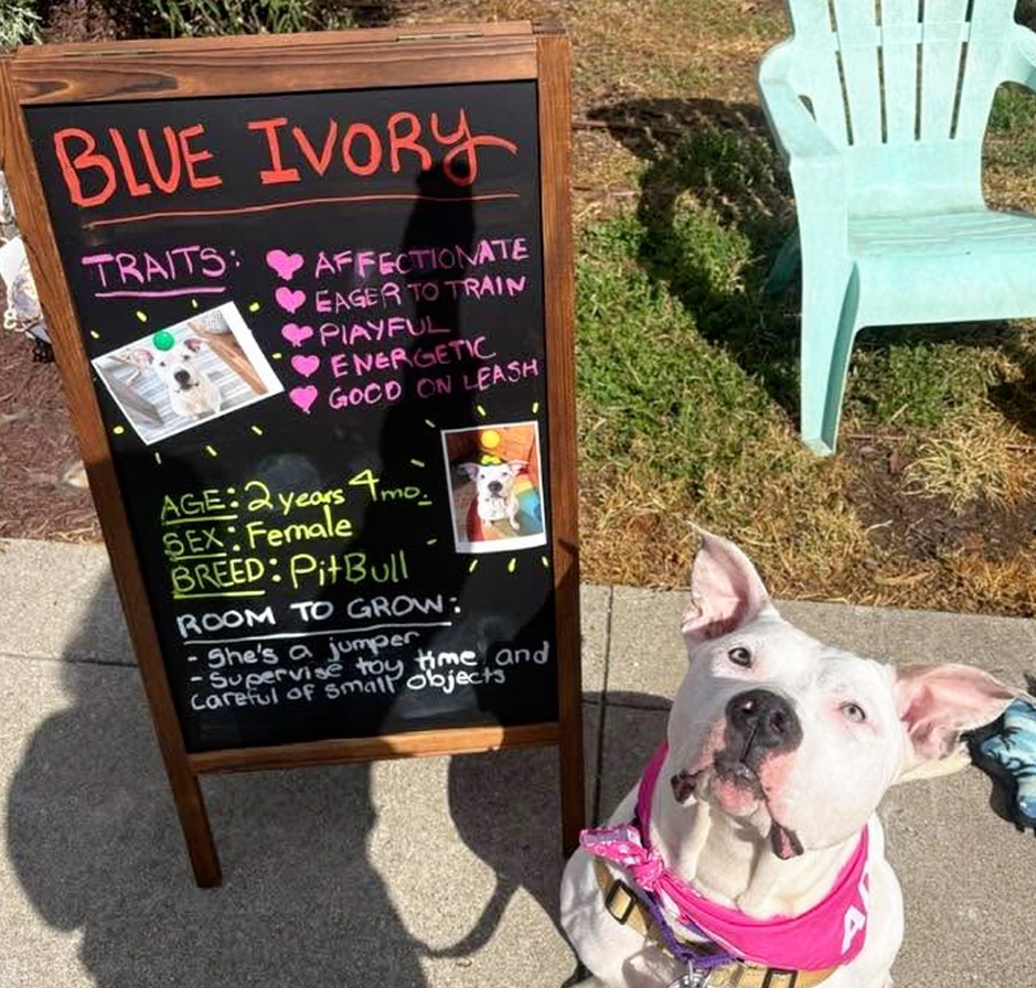 White dog sitting outdoors next to a chalkboard sign in a pink harness.