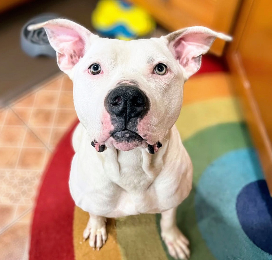 White dog standing on a colorful rainbow rug looking up.