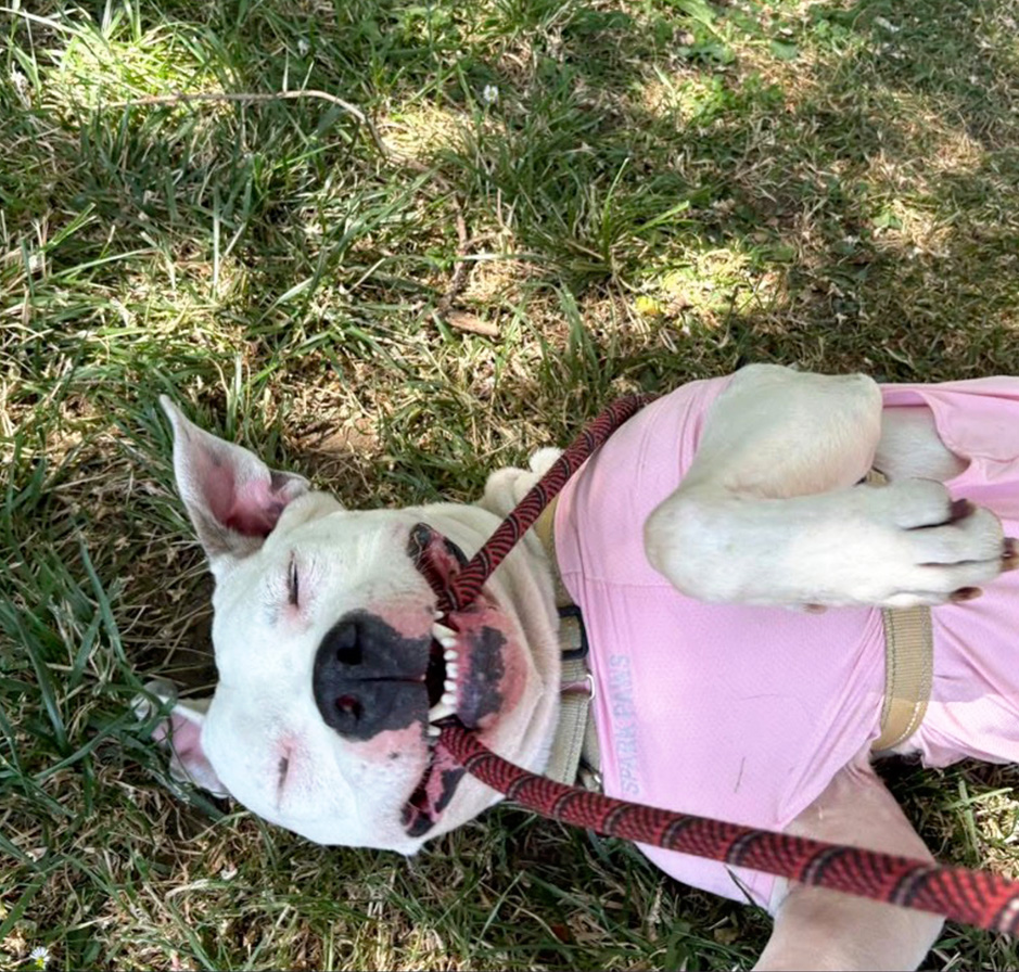 White dog lying on her back in the grass wearing a pink shirt.