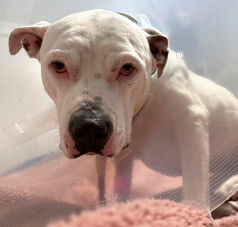 White dog wearing a clear recovery cone looking directly at the camera.