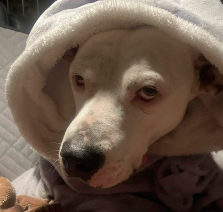 White dog's face framed by a grey hooded sweatshirt.