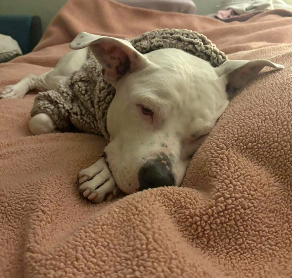 White dog sleeping soundly on a plush peach-coloured blanket.