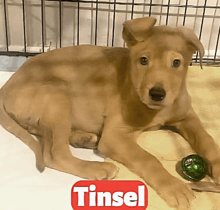 Tinsel lying on a white surface