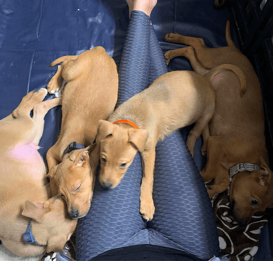 Multiple tan puppies huddled together on a person's lap for warmth.