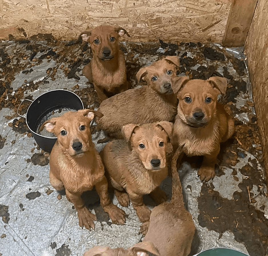 Five tan puppies standing on a wet, dirty floor in a crowded outdoor enclosure.