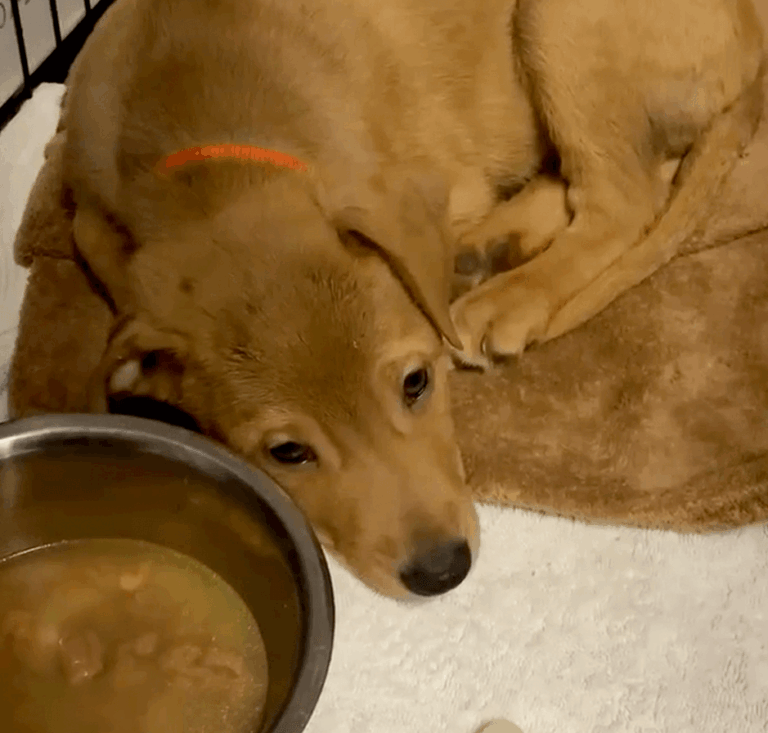 Tinsel resting his head on a plush blanket next to a water bowl.