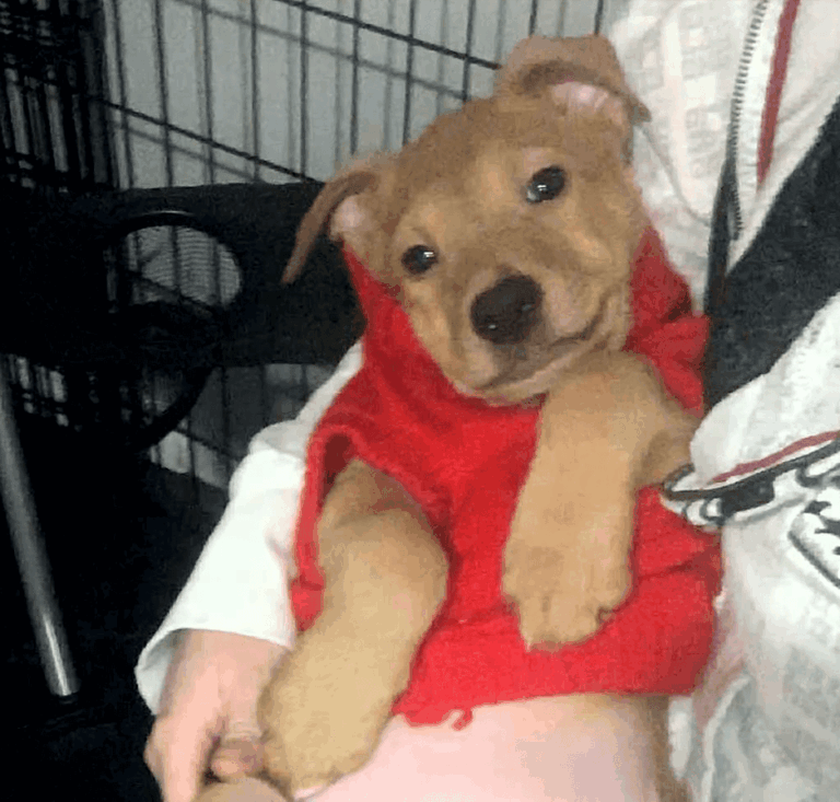 A tan puppy wearing a bright red knitted sweater being held.
