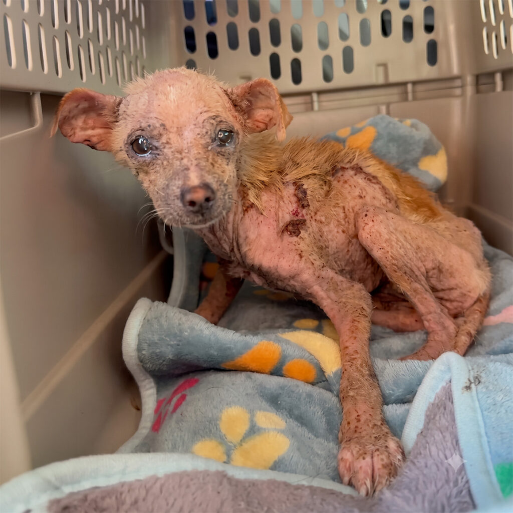 Hope, a frail tan puppy with severe hair loss from mange, sits inside a plastic transport kennel on a blue paw-print blanket, looking directly forward with wide, vulnerable eyes.