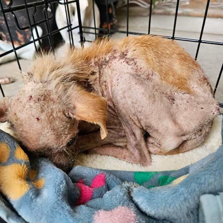 A side view of Hope curled up tightly in a kennel, revealing the true extent of her neglect with extensive hair loss, severe skin crusting, and open sores across her back and shoulders.