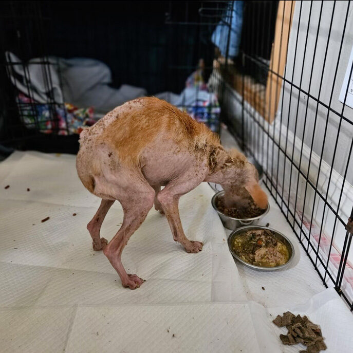 Hope, visibly thin and frail from severe hair loss, stands unsteadily on a white puppy pad inside a wire playpen while eating a nutrient-rich meal from a metal bowl.