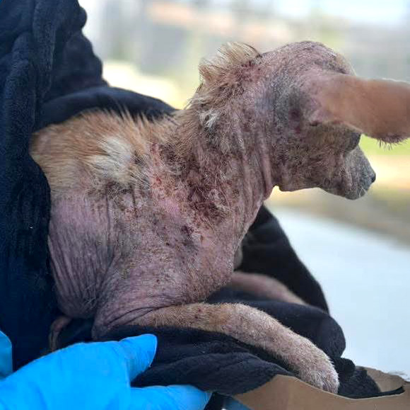 A close-up profile view of Hope being held by a rescuer wearing blue protective gloves, highlighting the severe crusted mange, raw skin, and deep hair loss along her neck and head.