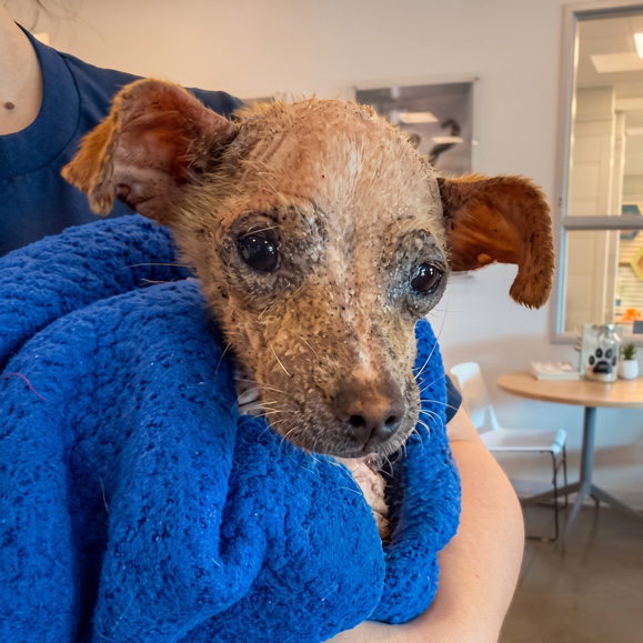 A rescuer gently cradles Hope wrapped securely in a bright blue blanket, showcasing her crusted skin and a quiet, watchful expression as she begins her healing journey indoors.