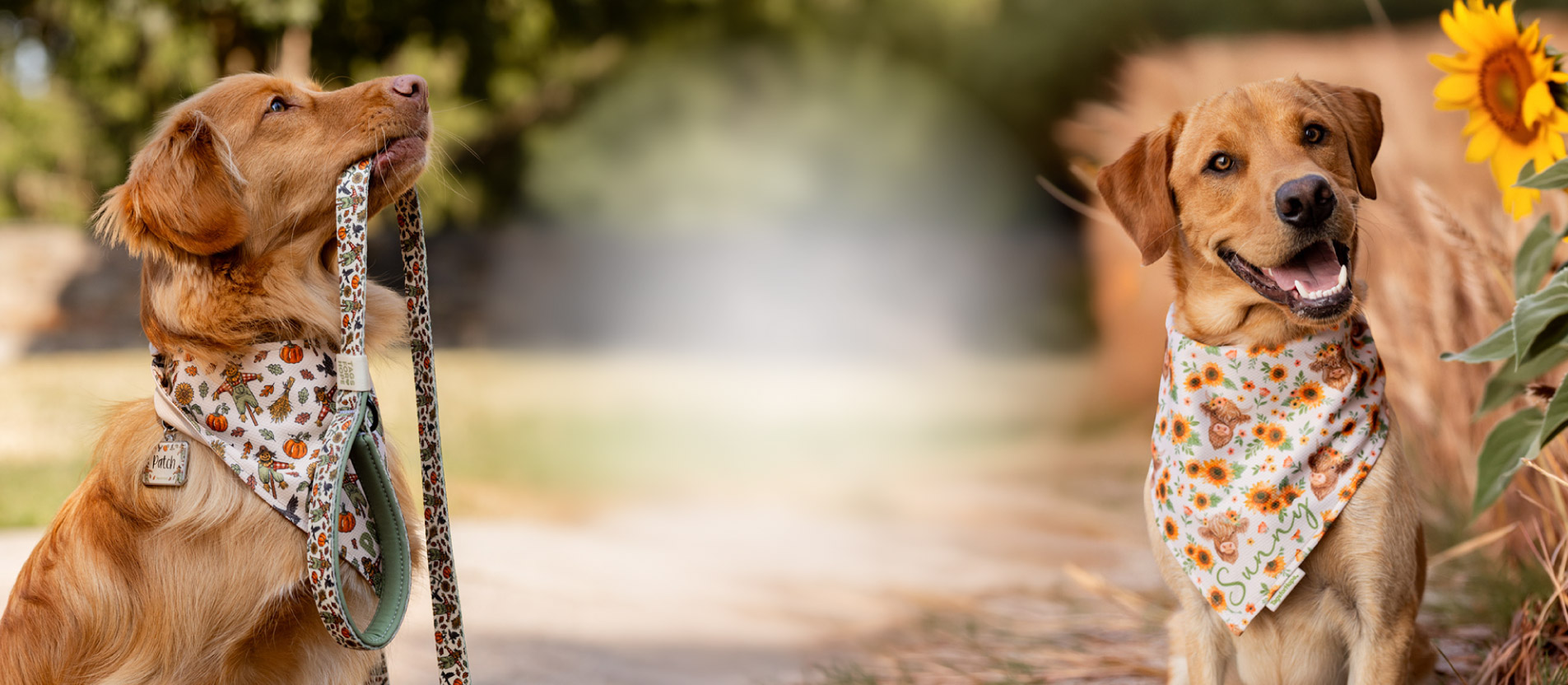 Fall collection banner