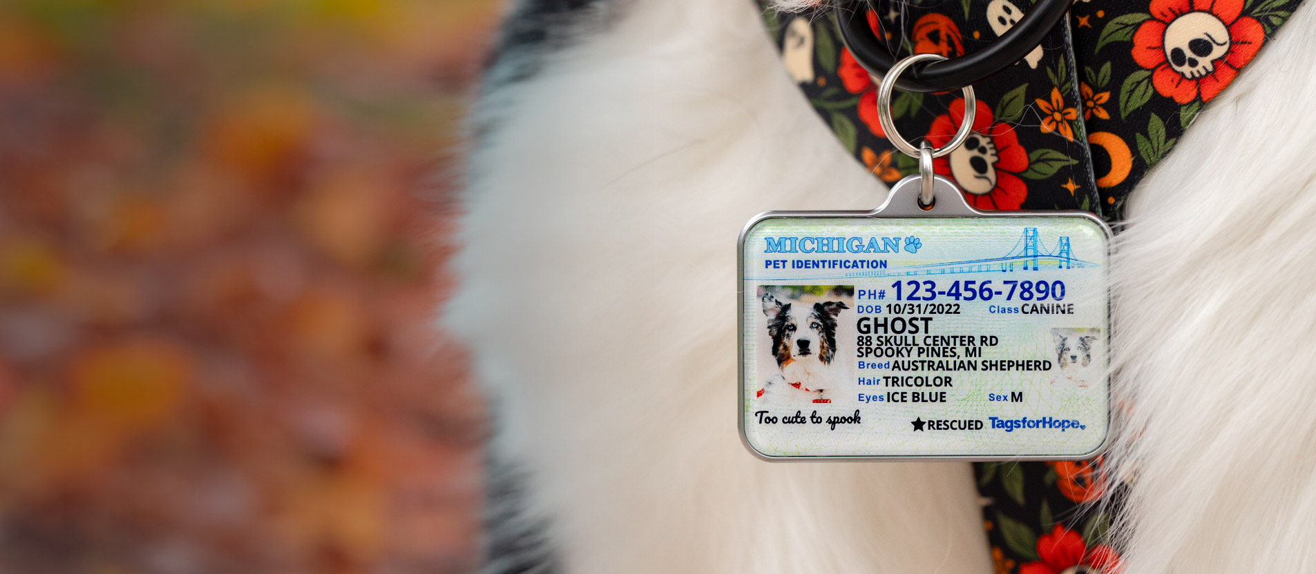 Pet ID tags banner