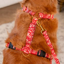 Harnesses