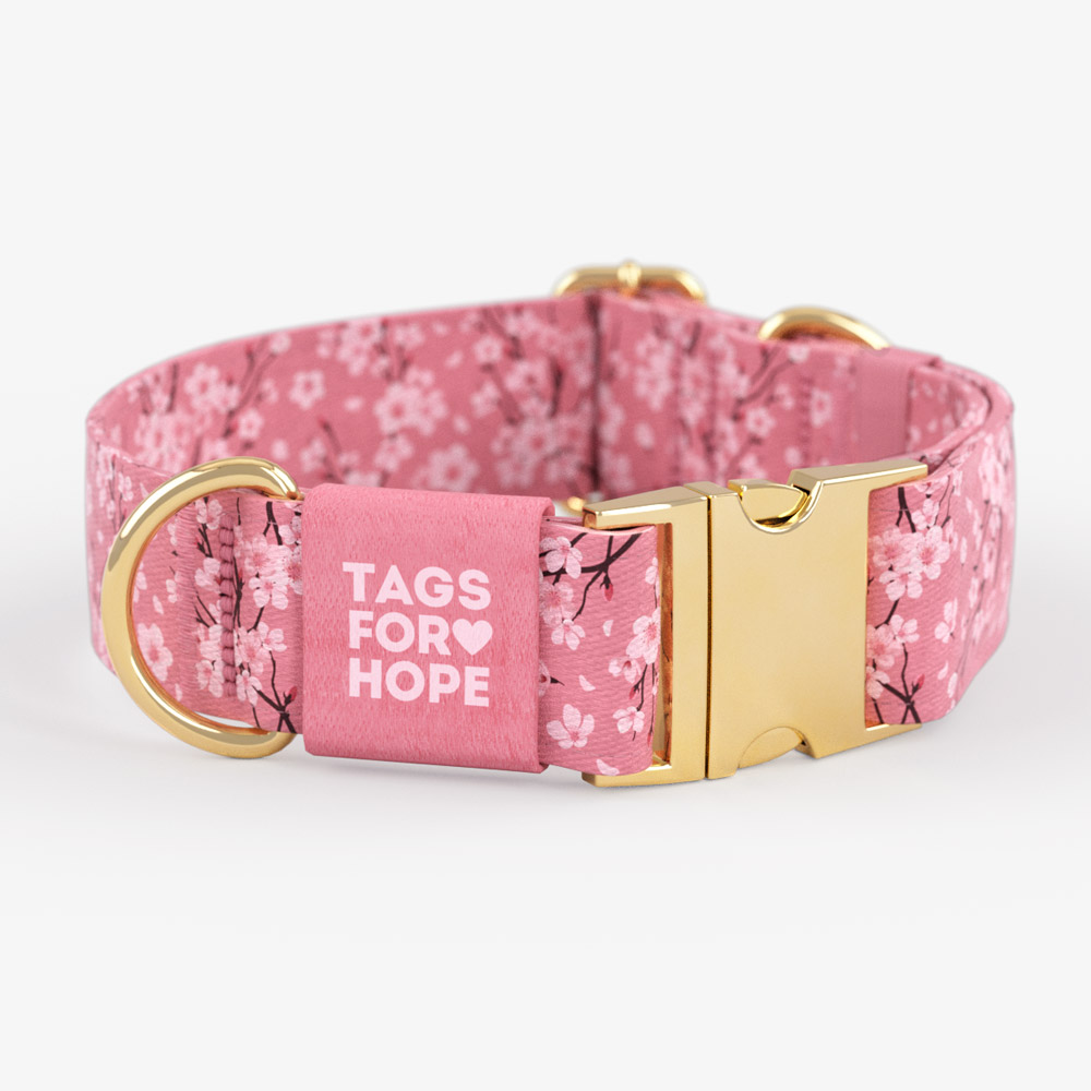 Cherry Blossoms Trending