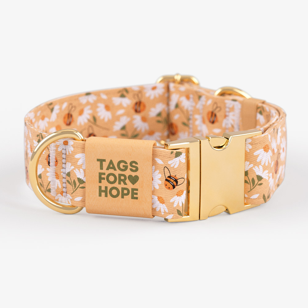 Sweet Daisies Trending