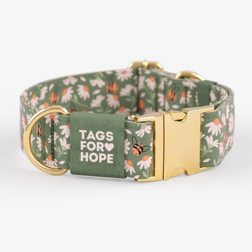 Sweet Daisies Trending