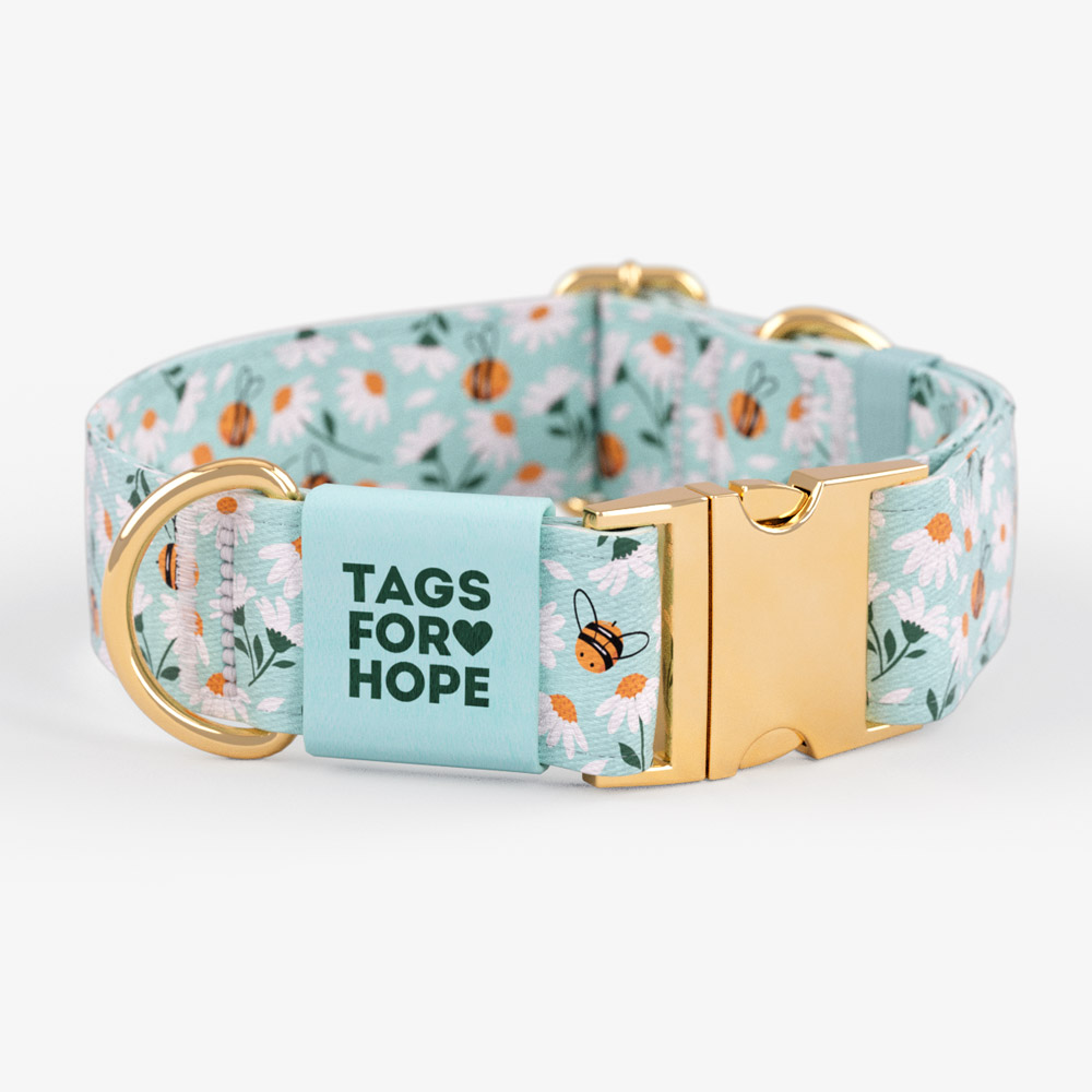 Sweet Daisies Trending