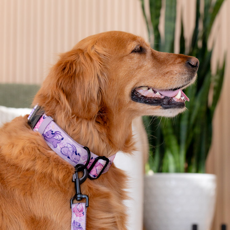 Dragon Dreamland - Dog Collar