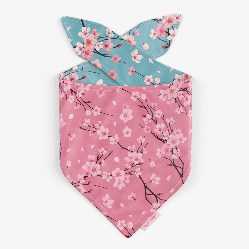 Cherry Blossoms Trending