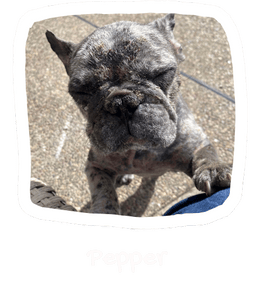 Wall of Hope Animal 1