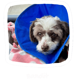 Wall of Hope Animal 12