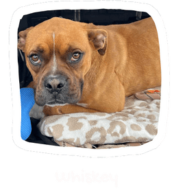 Wall of Hope Animal 13