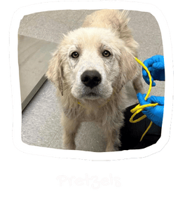 Wall of Hope Animal 15