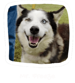 Wall of Hope Animal 16