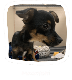 Wall of Hope Animal 17