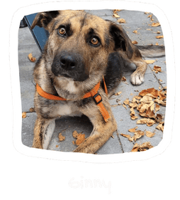 Wall of Hope Animal 19
