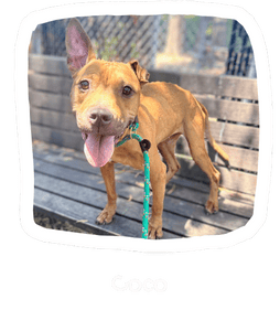 Wall of Hope Animal 20