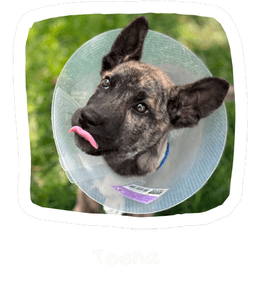 Wall of Hope Animal 21