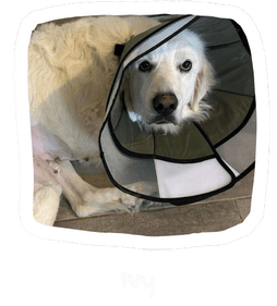 Wall of Hope Animal 6
