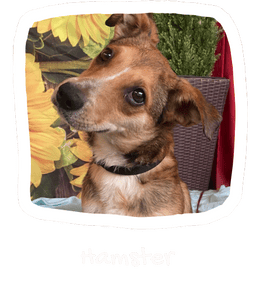 Wall of Hope Animal 9