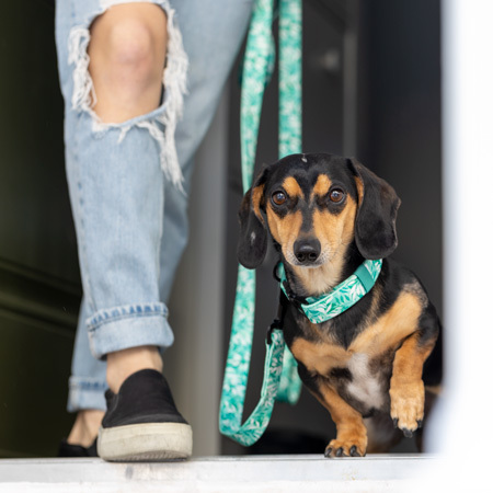 Image of a dog showing off TagsforHope products