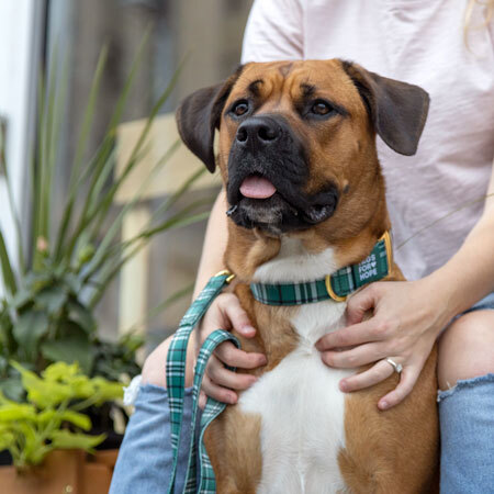 Image of a dog showing off Tagsforhope products