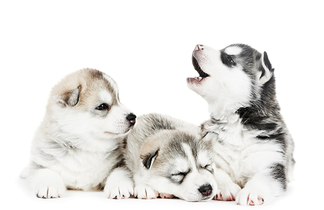 Image of cute puppies playing