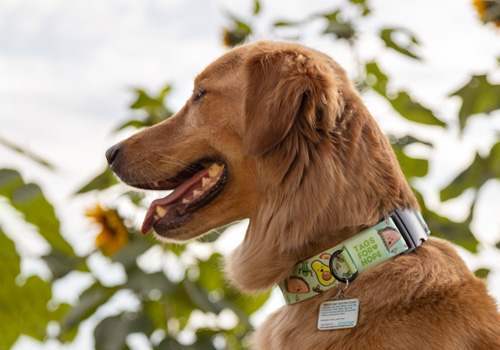 Preview of a dog collar