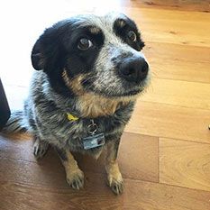 Image 1 of a pet wearing TagsForHope tag